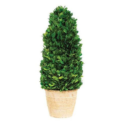 Preserved Boxwood Cone Tree, 16