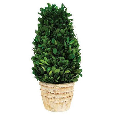 Preserved Boxwood Cone Tree in Distressed Pot, 12